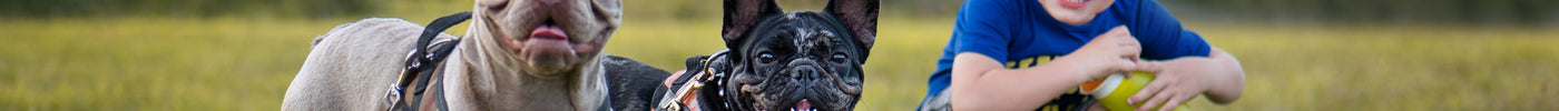 De Ultieme Verzorgingsgids voor Franse Bulldogs