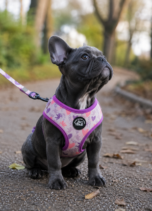 Cupid's Dream Franse Bulldog Ytuig