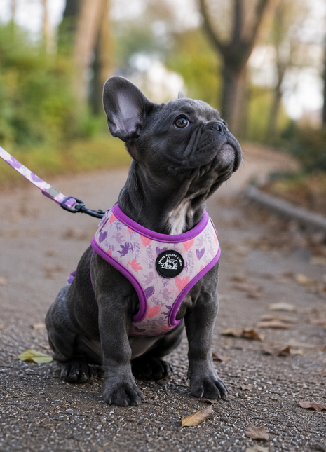 Cupid's Dream Franse Bulldog Ytuig