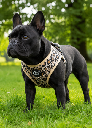 French Panter Franse Bulldog Ytuig met riem