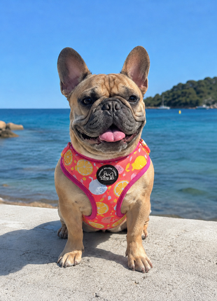 Pink lemonade Franse Bulldog Ytuig met riem