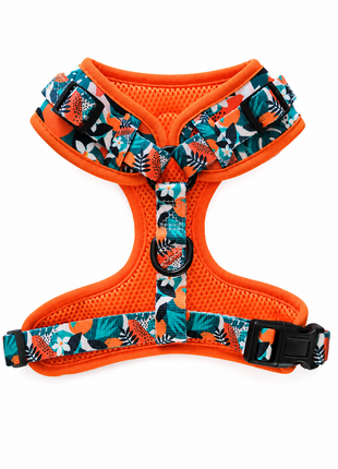Tropical Tango Franse Bulldog Ytuig met riem