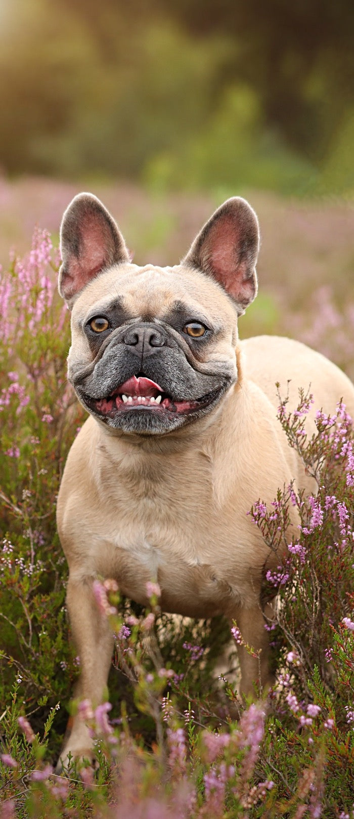 <h1>Franse Bulldog Lovers shop</h1>