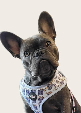 Wellywoof Pupcorn blue set — M
