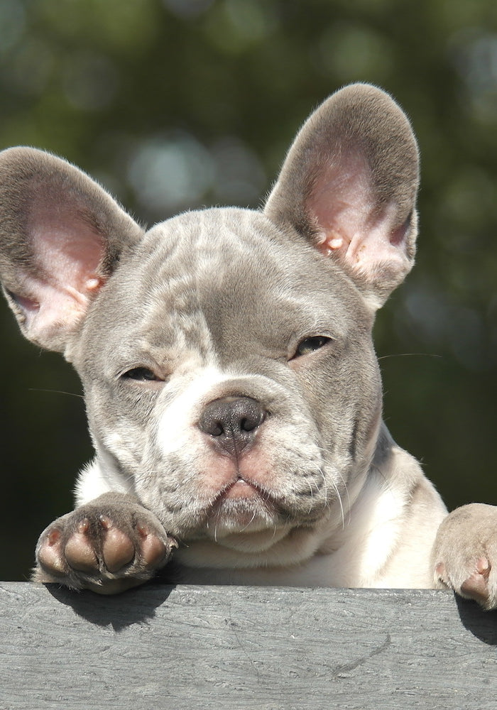 <h1>Het grootste assortiment voor uw bulldog</h1>