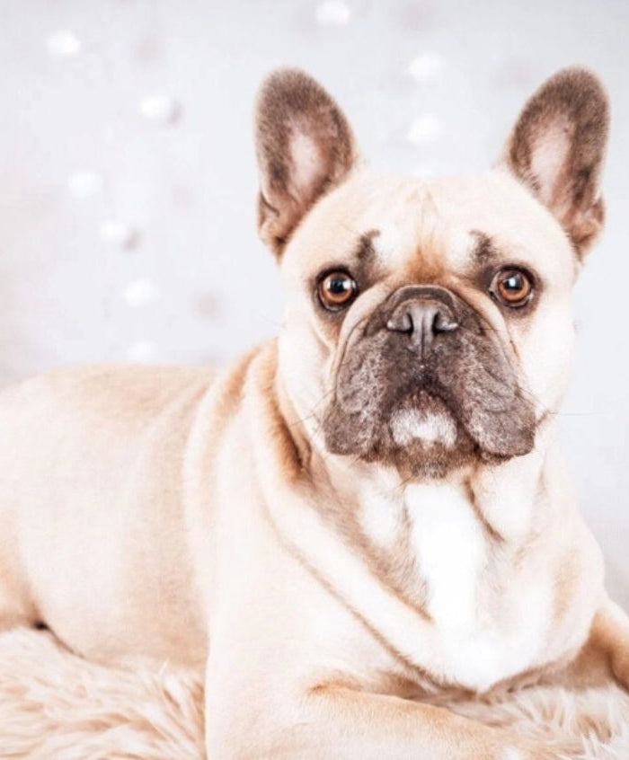 <h1>Het grootste assortiment voor uw bulldog</h1>