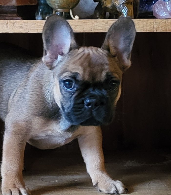 <h1>Het grootste assortiment voor uw bulldog</h1>