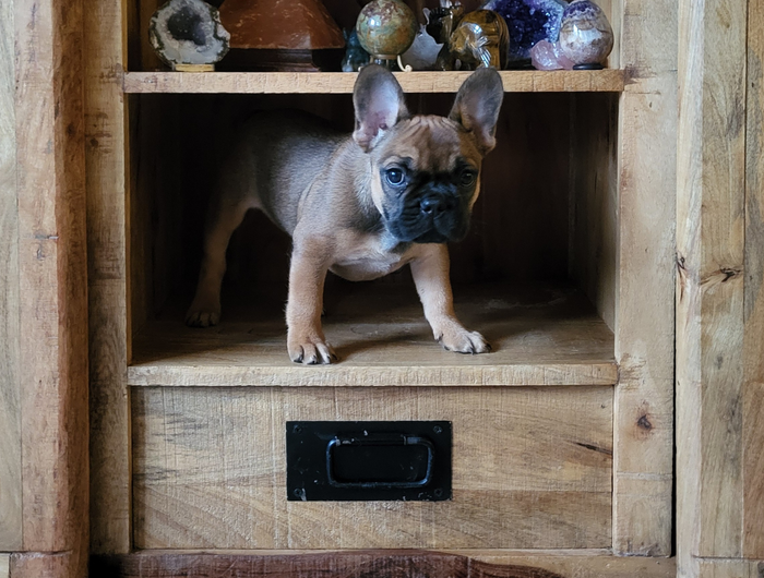 <h1>Het grootste assortiment voor uw bulldog</h1>