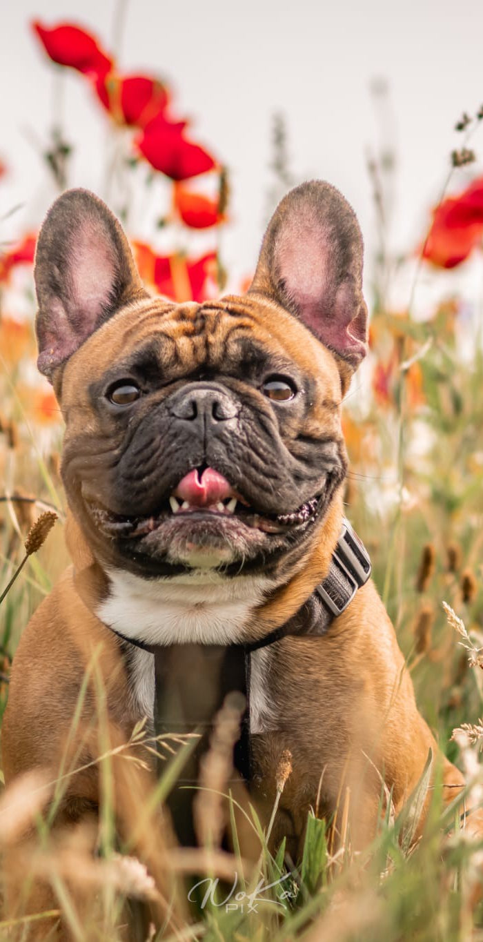 <h1>Het grootste assortiment voor uw bulldog</h1>