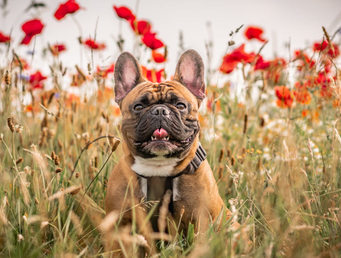 <h1>Het grootste assortiment voor uw bulldog</h1>