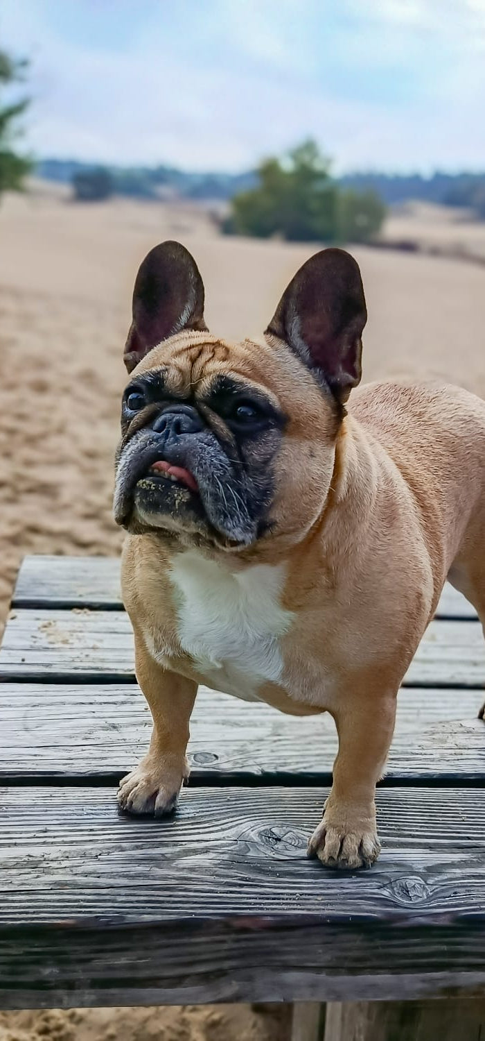 <h1>Franse Bulldog Lovers shop</h1>